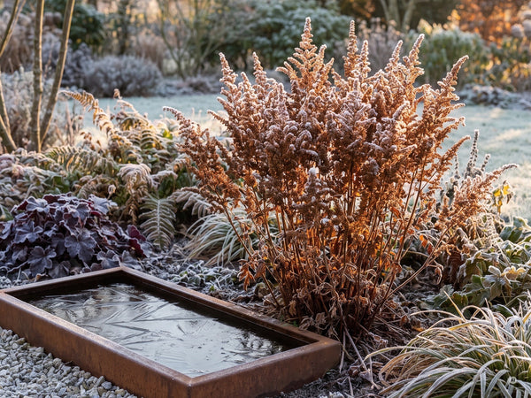 Rostbraune Rispen von 'Astary White' im Raureif am Becken