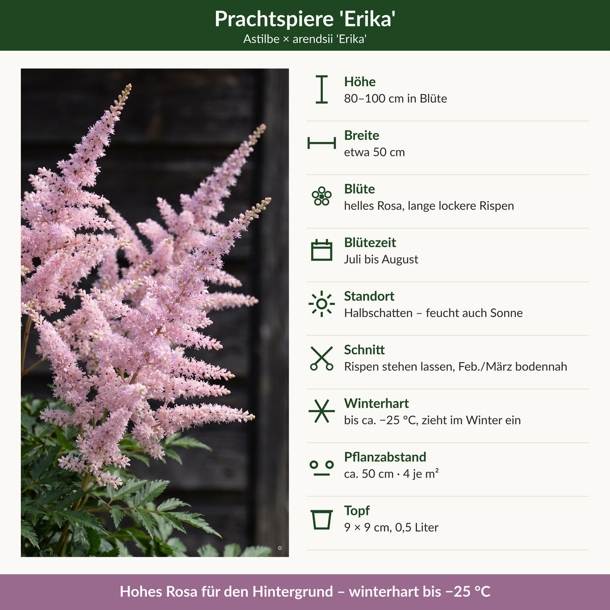 Steckbrief Astilbe 'Erika': Höhe, Breite, Blüte, Blütezeit, Standort, Schnitt, Winterhärte, Pflanzabstand, Topf