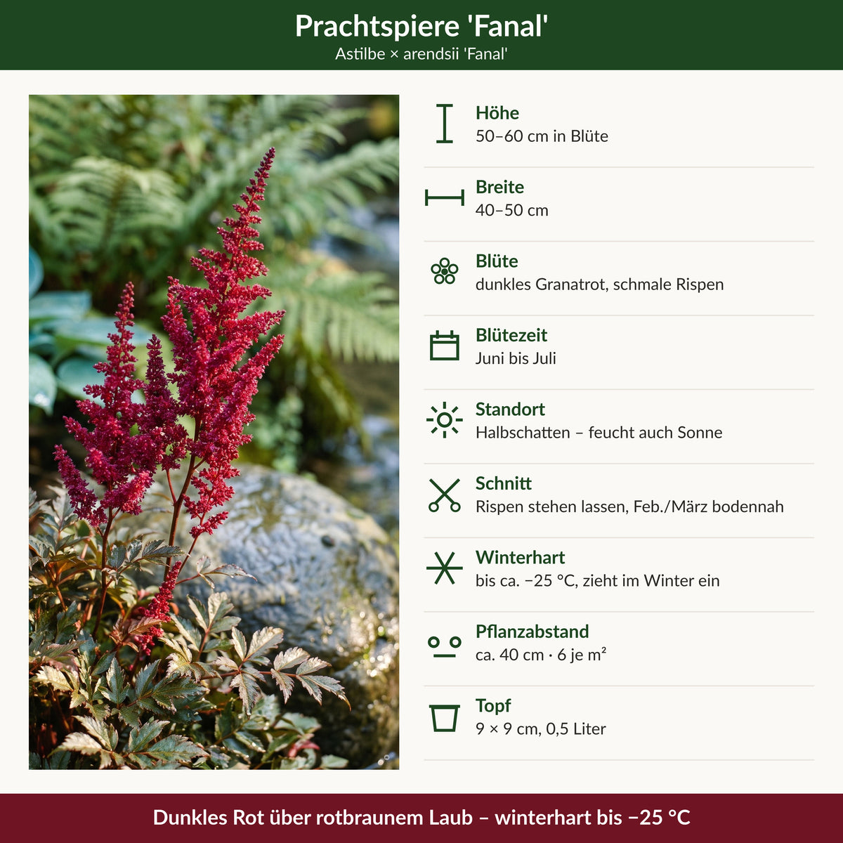Steckbrief Astilbe 'Fanal': Höhe, Breite, Blüte, Blütezeit, Standort, Schnitt, Winterhärte, Pflanzabstand, Topf