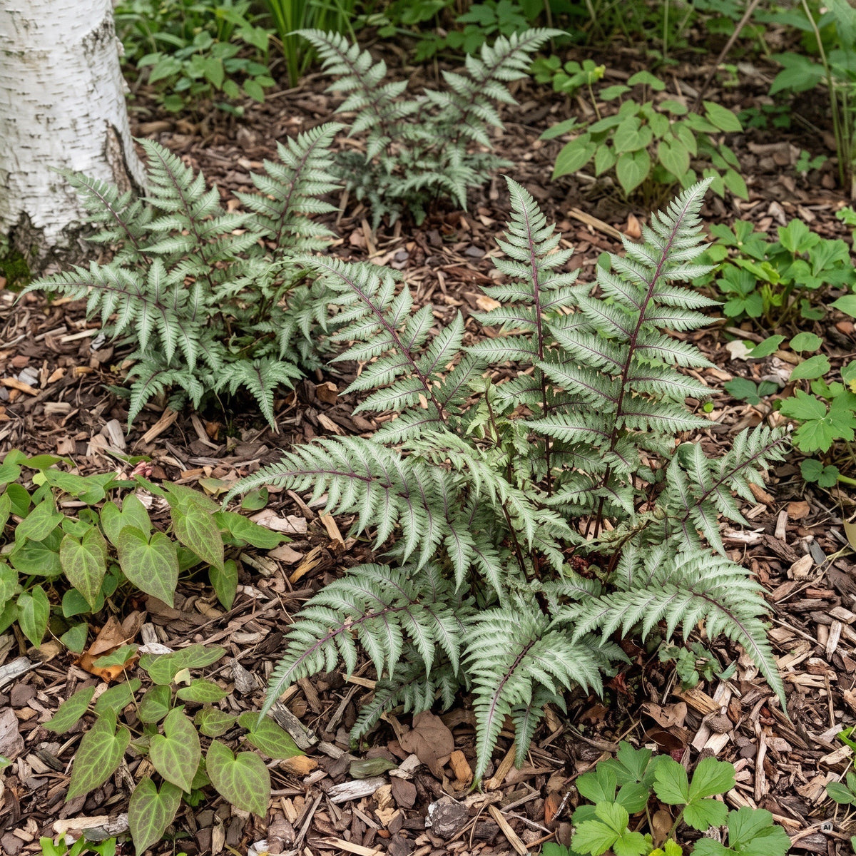 Regenbogenfarne Athyrium niponicum 'Red Beauty' in drei Größen am schattigen Gehölzrand unter einer Birke, silbrig-graugrüne Wedel mit weinroten Stielen, dazwischen Elfenblumen