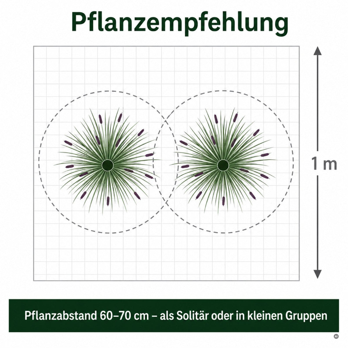 Pflanzempfehlung fuer 'Black Beauty': Pflanzabstand 60-70 cm, als Solitaer oder in kleinen Gruppen