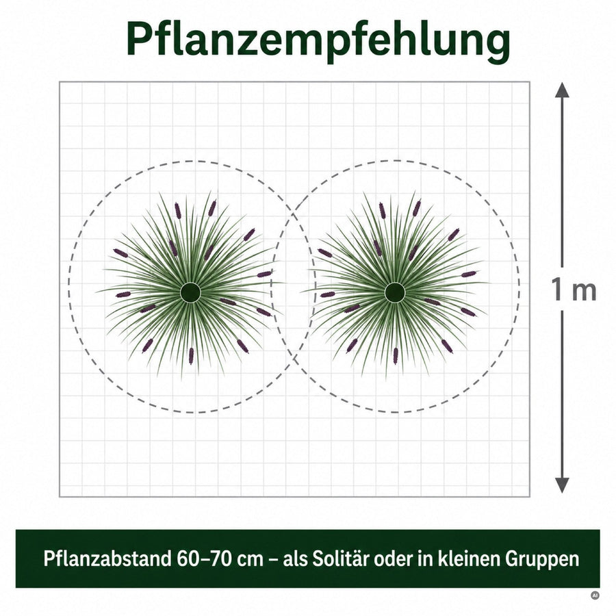 Pflanzempfehlung fuer 'Black Beauty': Pflanzabstand 60-70 cm, als Solitaer oder in kleinen Gruppen
