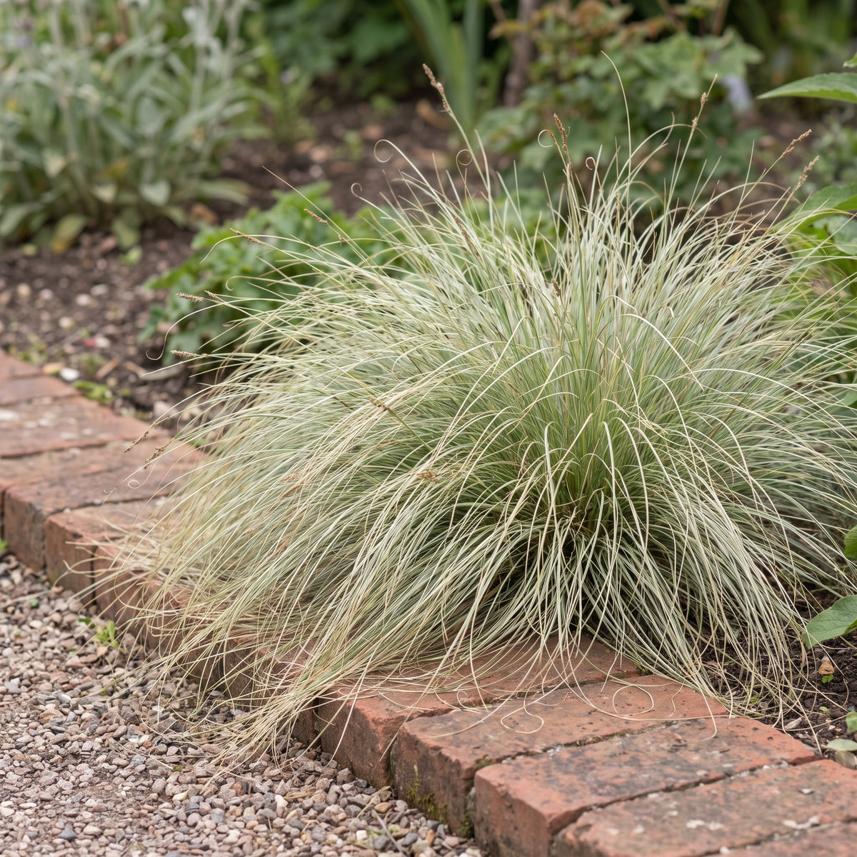 Carex comans 'Amazon Mist' als Solitär an einer Klinkerkante, feine silbriggrüne Halme fallen über den Stein