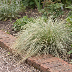 Carex comans 'Amazon Mist' als Solitär an einer Klinkerkante, feine silbriggrüne Halme fallen über den Stein