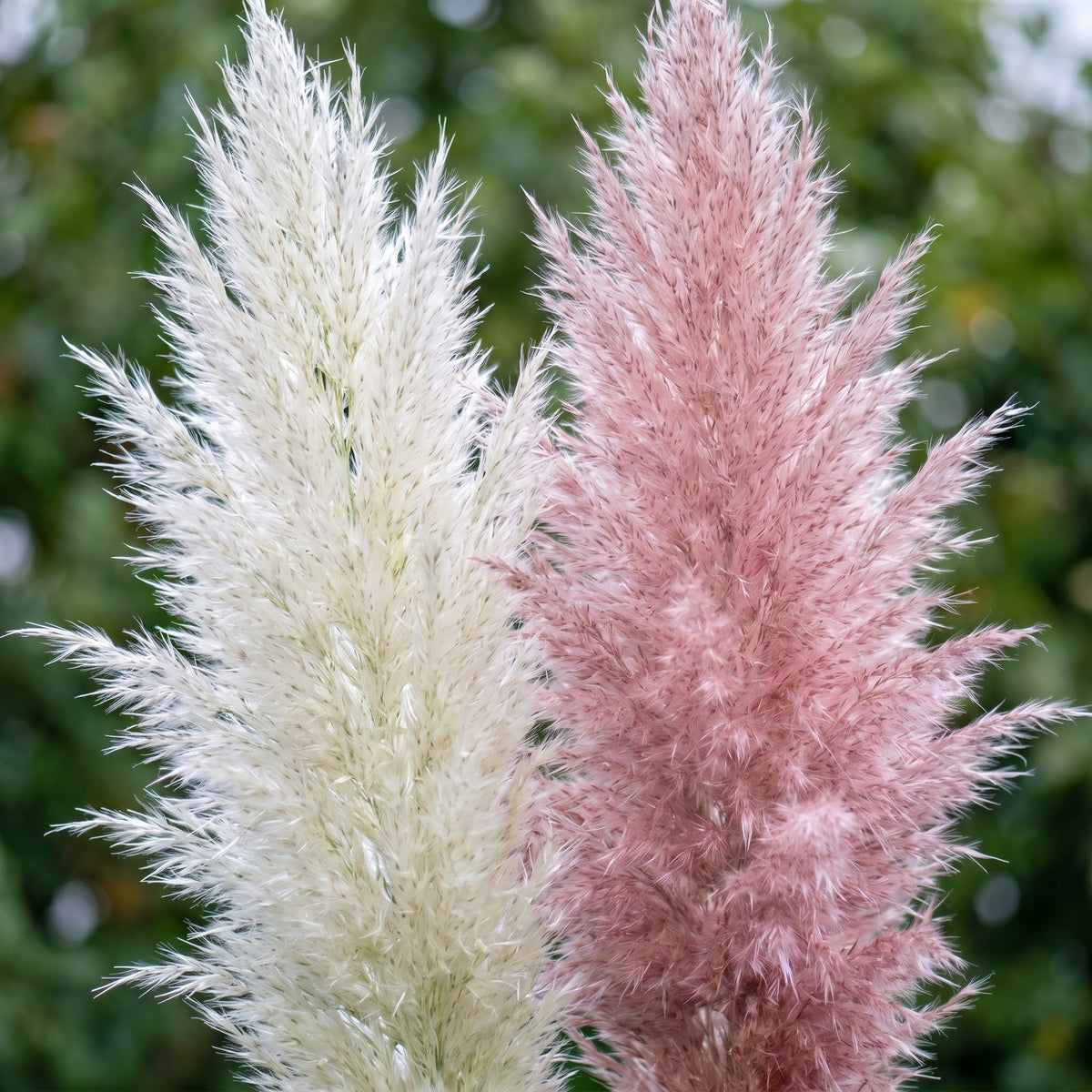 Farbvergleich: links der schneeweiße Wedel von 'White', rechts der zartrosa Wedel von 'Rosea', gleiche Größe