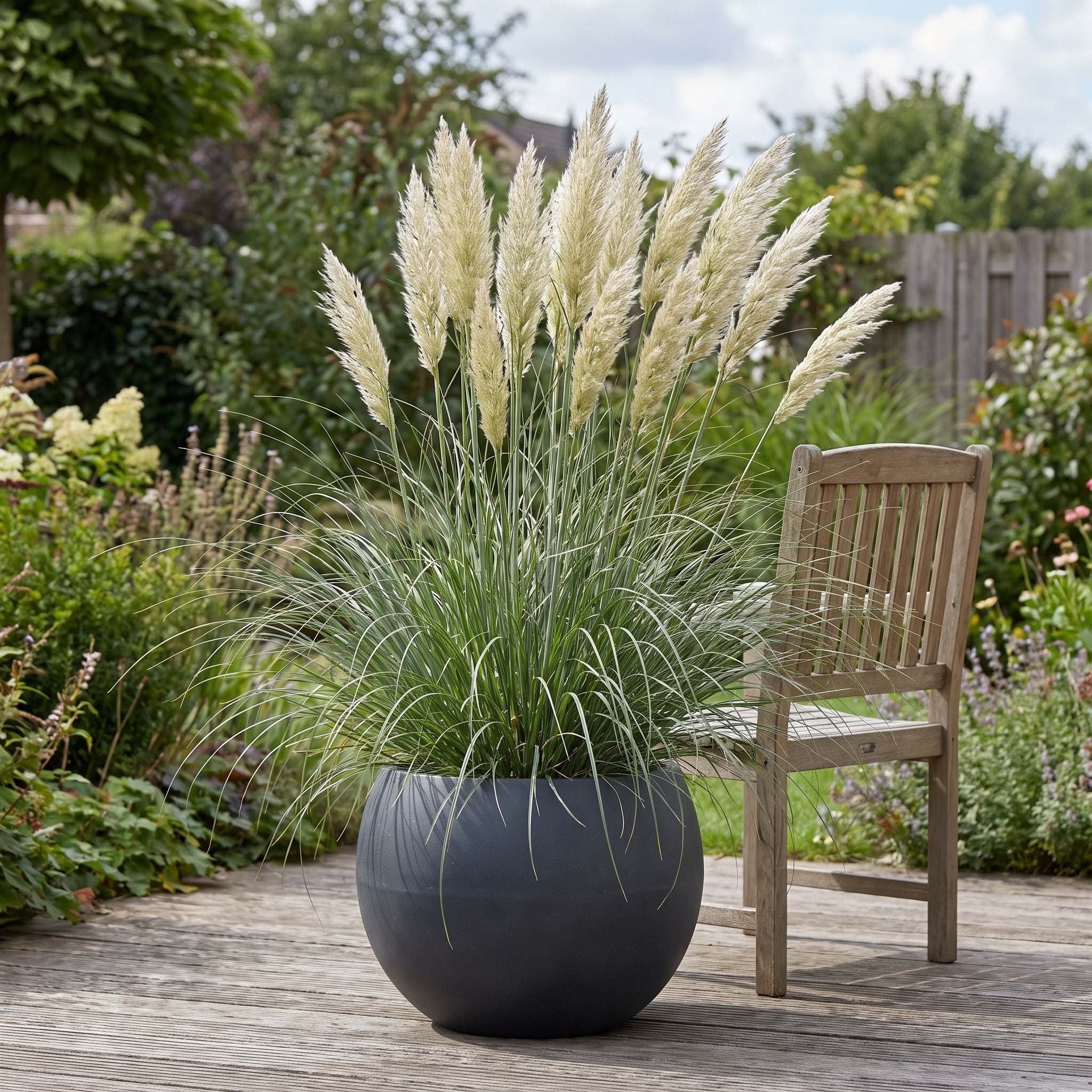 Cortaderia selloana 'Pumila' im großen anthrazitfarbenen Kübel auf einer Holzterrasse, Gartenstuhl als Größenvergleich