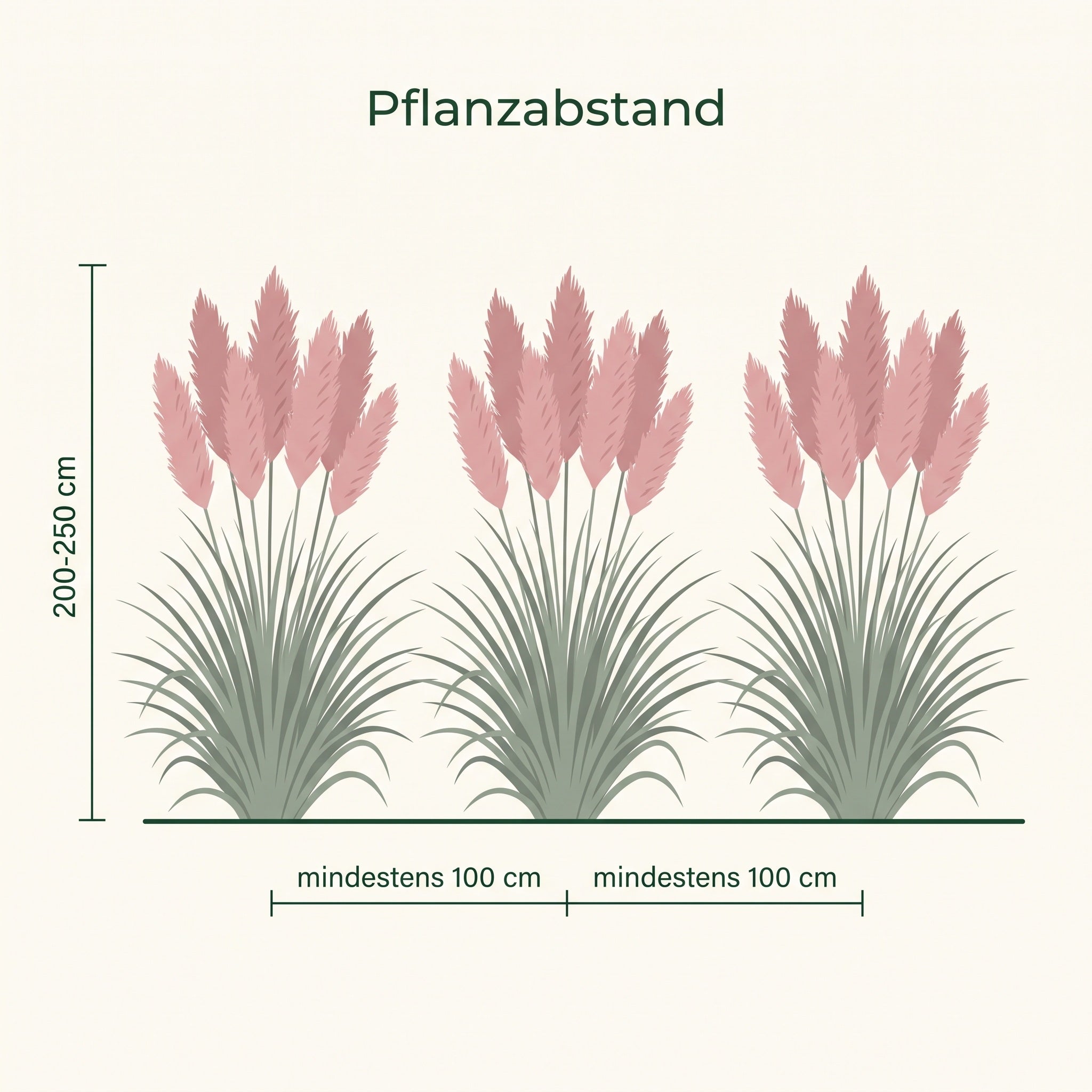 Pflanzempfehlung für Cortaderia selloana 'Rosea': mindestens 100 cm Pflanzabstand, Wuchshöhe 200 bis 250 cm.