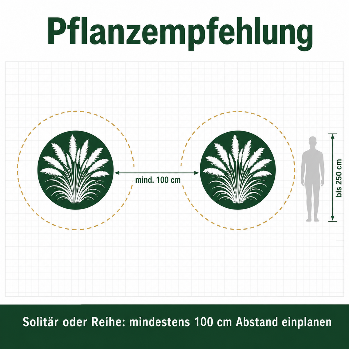 Pflanzempfehlung für Cortaderia selloana 'White': mindestens 100 cm Abstand, Wuchshöhe bis 250 cm.