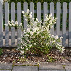 Blühender Maiblumenstrauch Deutzia gracilis mit reinweißen Blütenrispen vor einem grauen Lattenzaun im Vorgarten