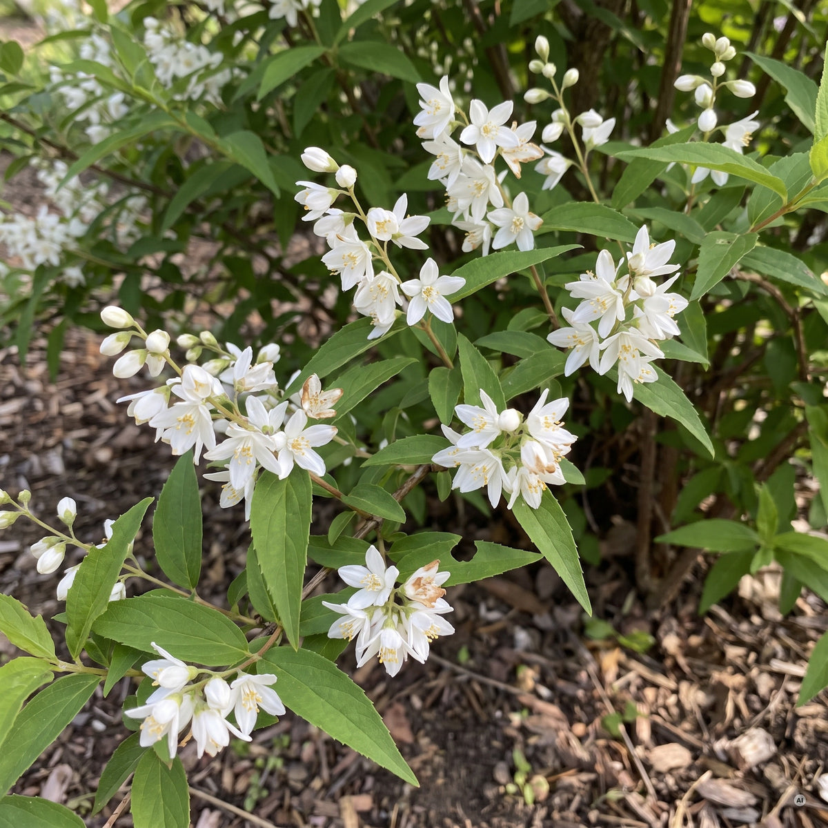 Nahaufnahme der reinweißen Sternblüten in Rispen der Deutzia gracilis