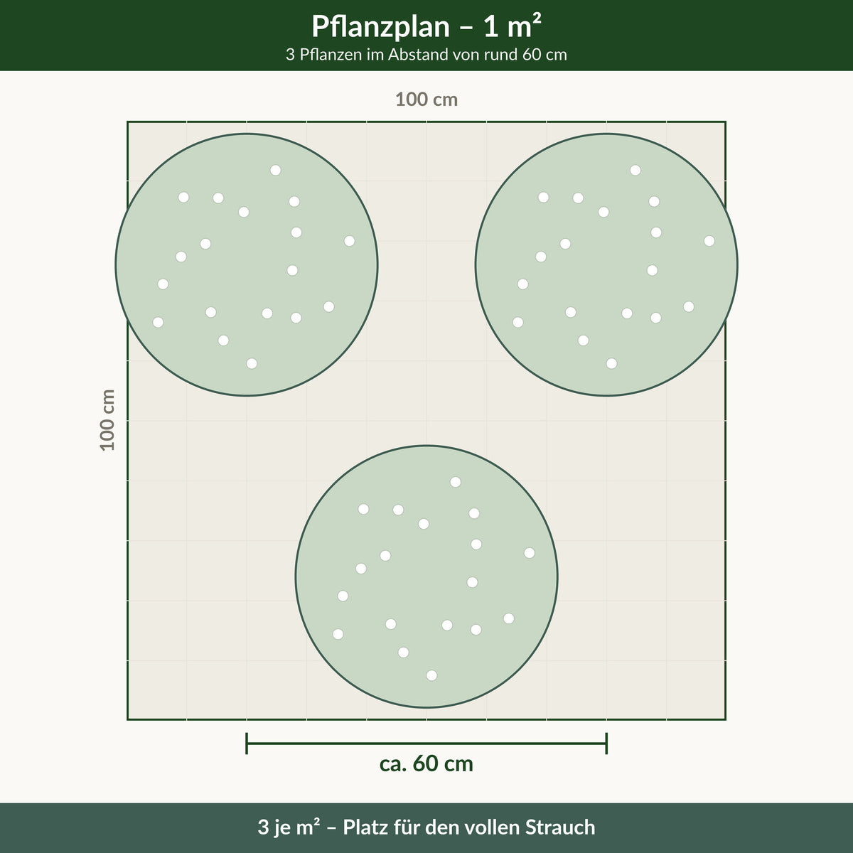 Pflanzplan Deutzia gracilis: 3 Pflanzen je Quadratmeter im Abstand von rund 60 cm