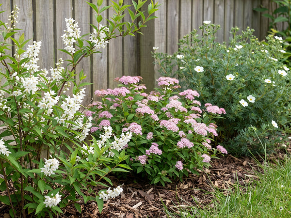 Strauchreihe aus Deutzie, rosa Zwergspiere und weißem Fingerstrauch