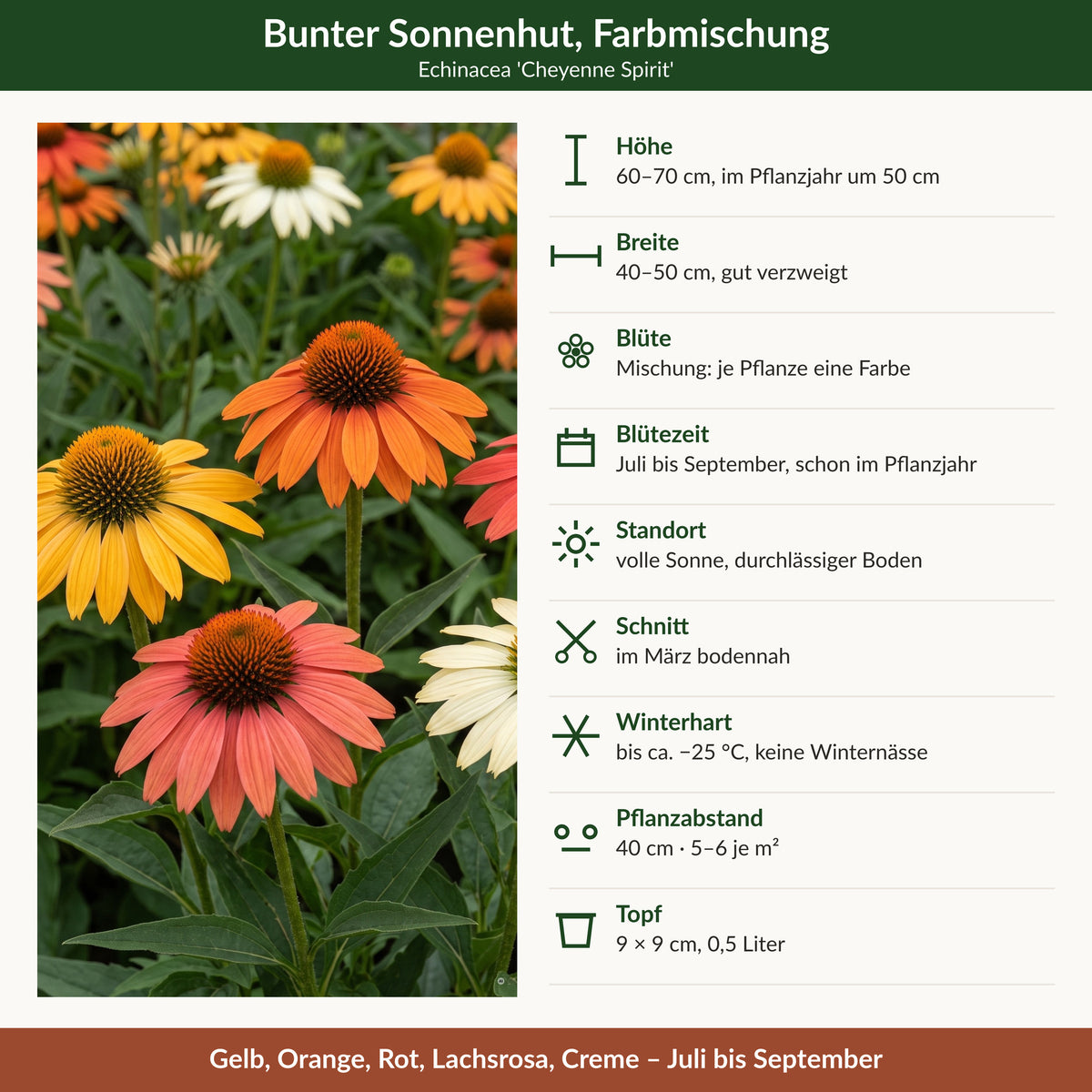 Steckbrief Echinacea 'Cheyenne Spirit': Höhe, Breite, Blüte, Blütezeit, Standort, Schnitt, Winterhärte, Pflanzabstand, Topf