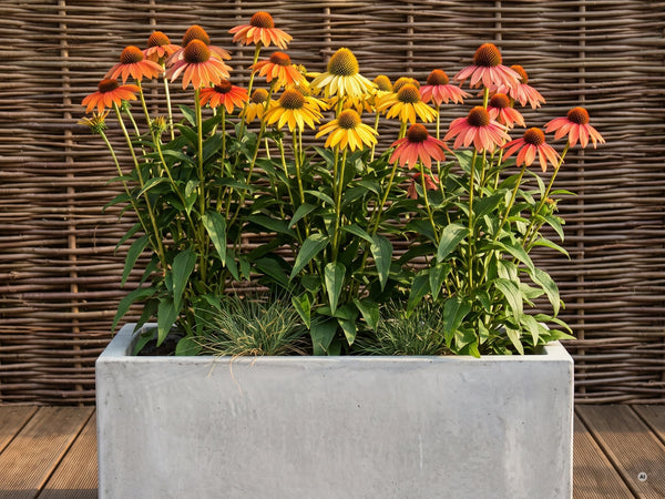 Sonnenhut 'Cheyenne Spirit' in einem Betontrog auf der Terrasse