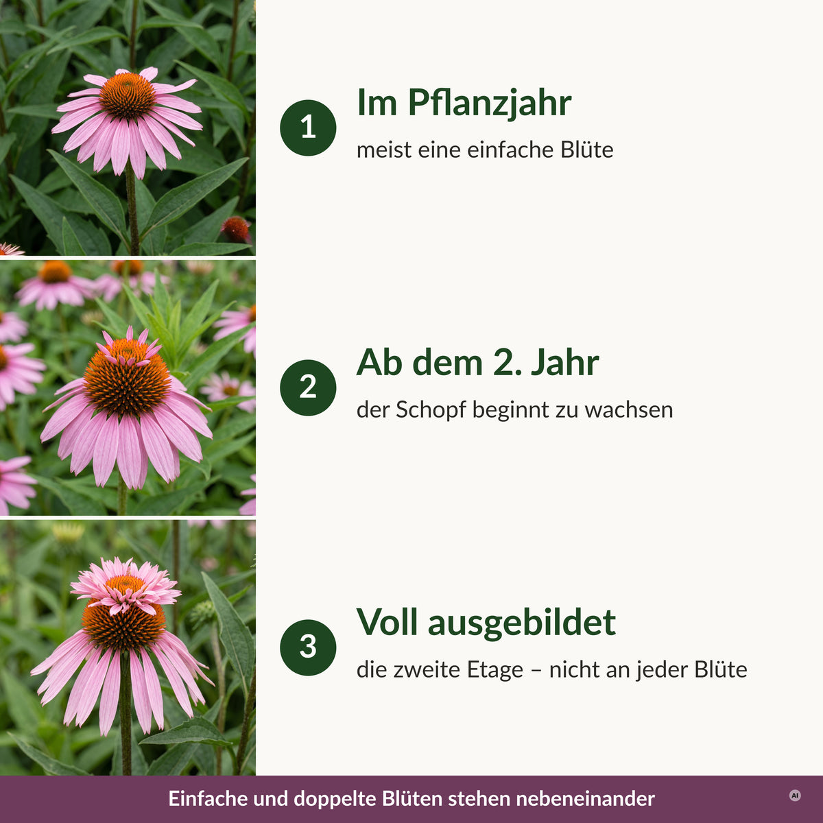 Die zweite Etage: im Pflanzjahr meist einfache Blüte, ab dem 2. Jahr wächst ein Schopf auf dem Kegel – nicht an jeder Blüte