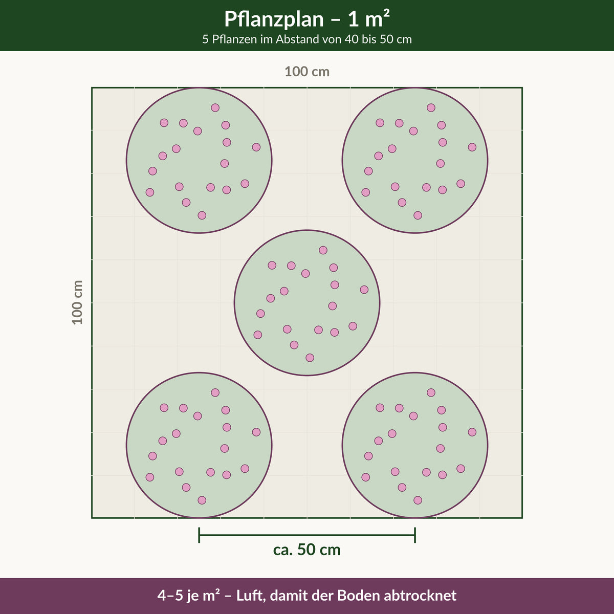 Pflanzplan für einen Quadratmeter: 5 Sonnenhüte im Abstand von 40 bis 50 cm