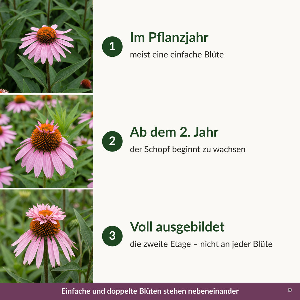 Die zweite Etage: im Pflanzjahr meist einfach, ab dem 2. Jahr mit Schopf, nicht an jeder Blüte