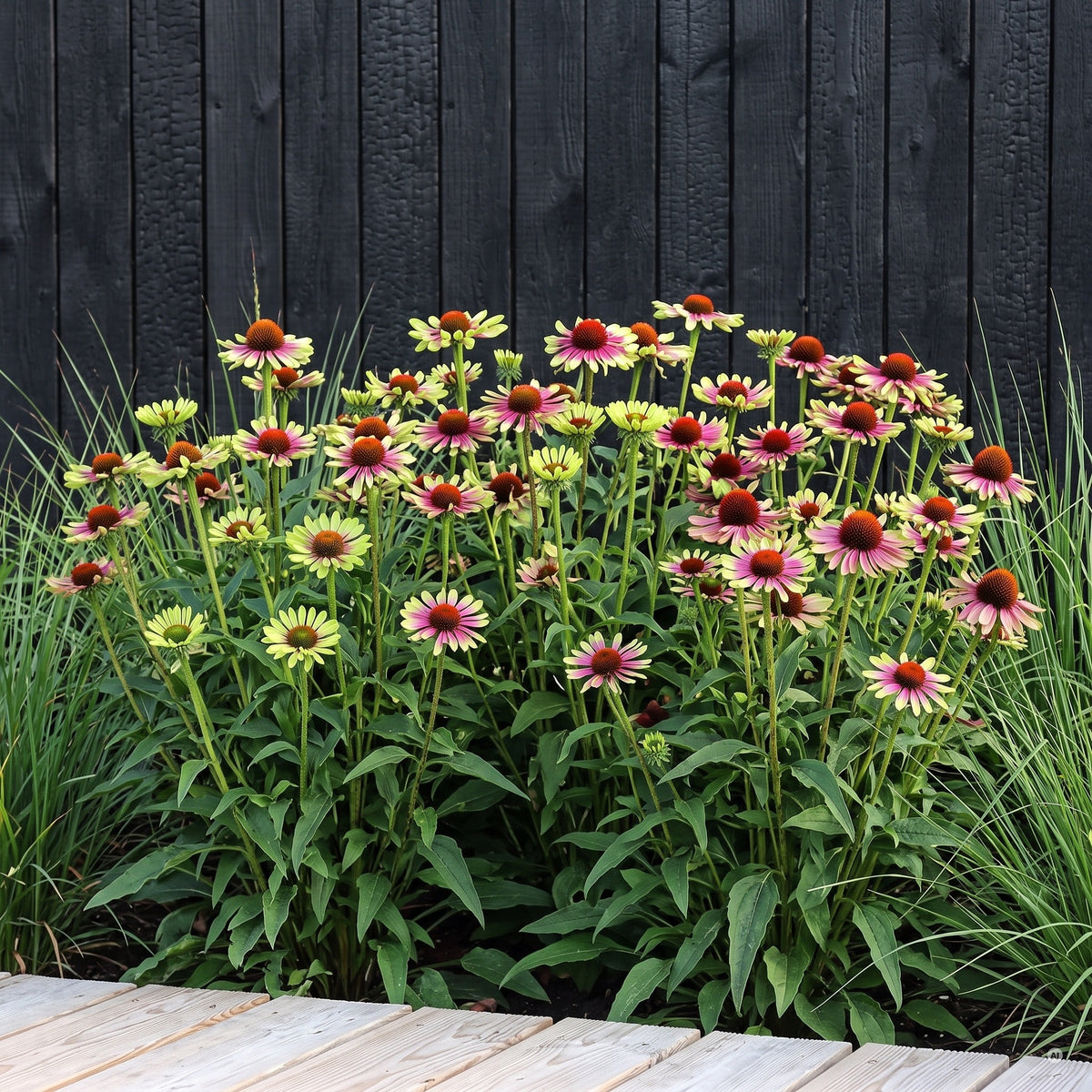 Grüner Purpur-Sonnenhut Echinacea purpurea 'Green Twister' in voller Blüte vor einer schwarz geflammten Holzwand im Gräsergarten