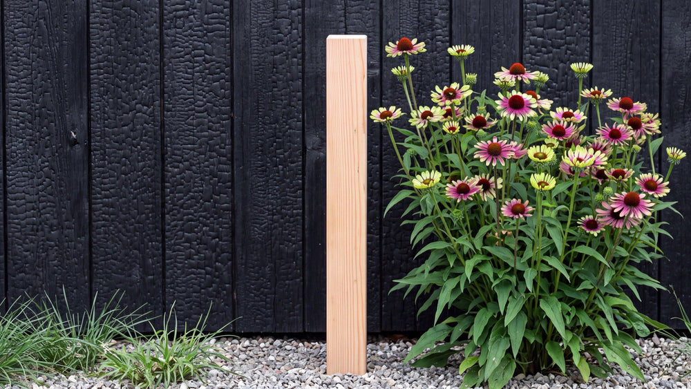 Busch 'Green Twister' neben einem 100 cm hohen Holzpfosten vor dunkler Holzwand
