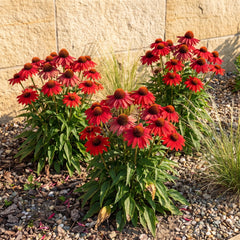 Roter Purpur-Sonnenhut Echinacea purpurea 'Lakota Red' in voller Blüte im Präriebeet vor einer Sandsteinmauer