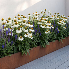 Weißer Purpur-Sonnenhut Echinacea purpurea 'PowWow White' in voller Blüte im Cortenstahl-Hochbeet mit blauem Steppensalbei