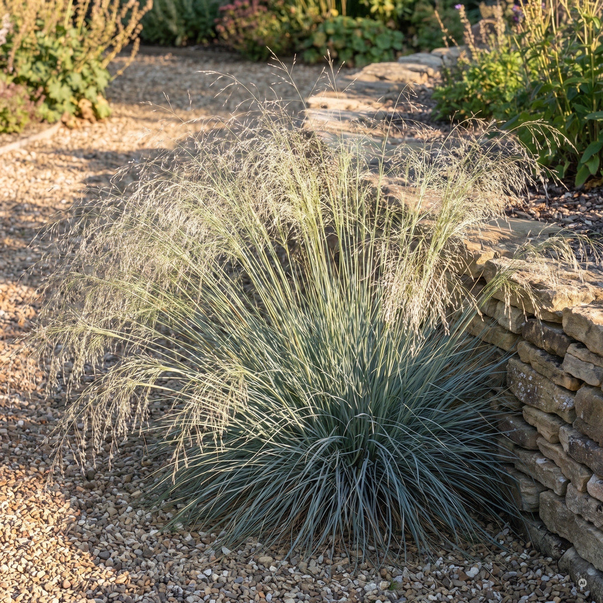 Eragrostis elliottii 'Blue Eros' als Solitär im Kiesbeet, blaugrüner Horst mit überhängender Blütenwolke