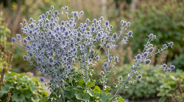 Ausgewachsene Eryngium planum in voller Verzweigung im Präriebeet