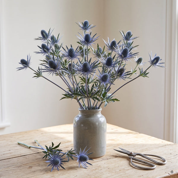 Strauß aus Eryngium planum als Schnittblume in einer grauen Steinzeugvase