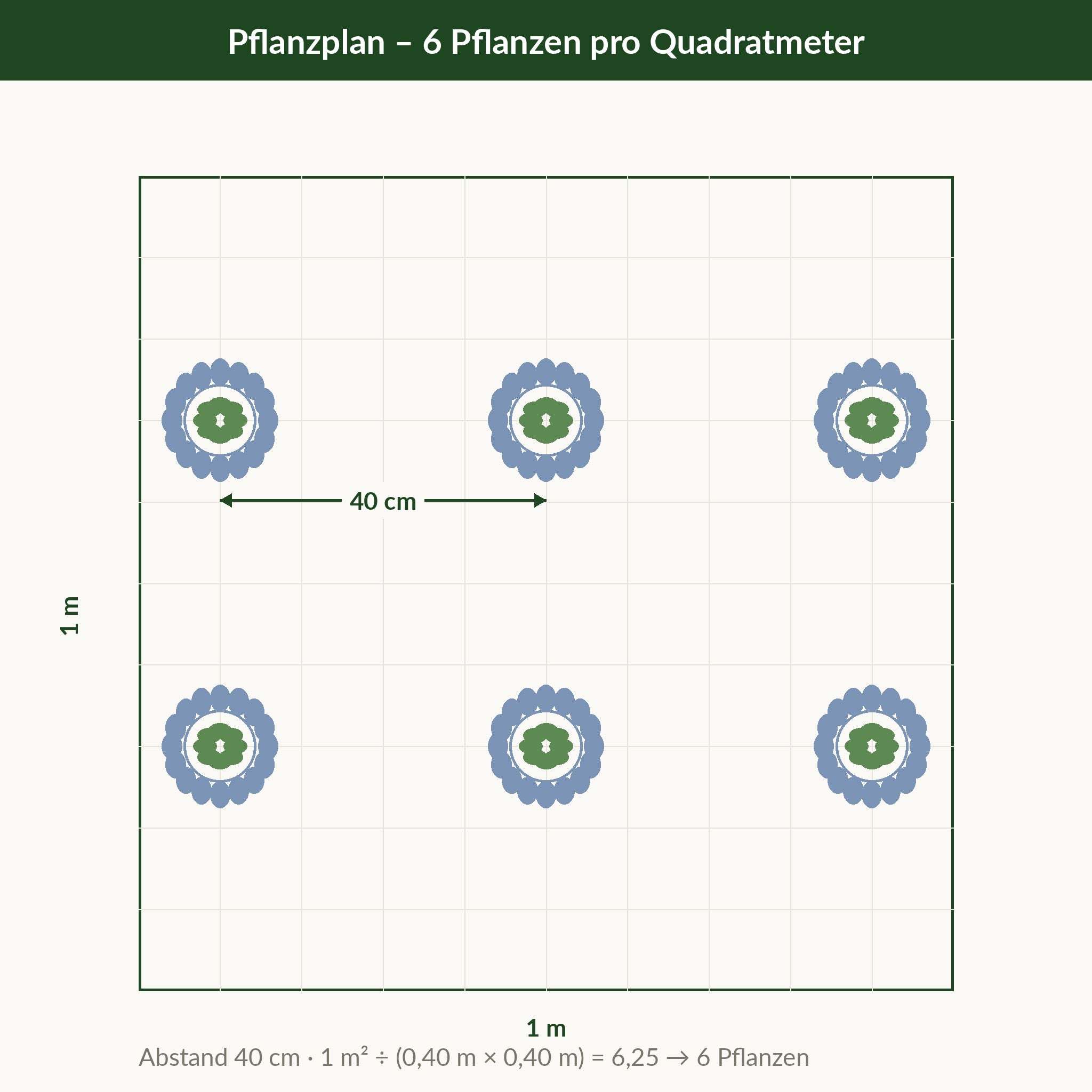 Pflanzplan Eryngium planum: ein Quadratmeter mit sechs Pflanzen im Abstand von 40 cm, Raster mit sechs Pflanzensymbolen