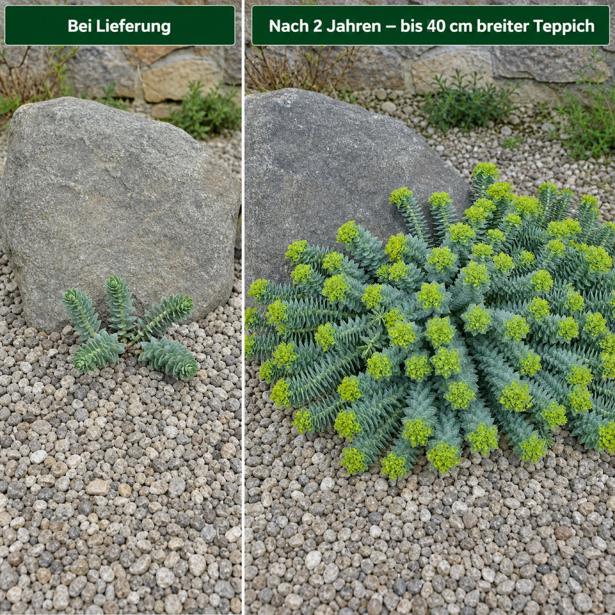 Vergleich Walzen-Wolfsmilch: bei Lieferung und nach zwei Jahren als bis zu 40 cm breiter Teppich am Findling