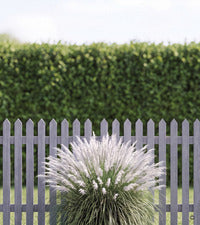 Cortaderia selloana 'Evita' im Sortenvergleich