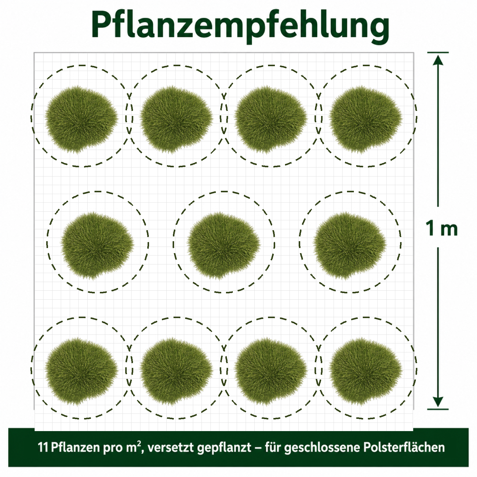 Pflanzempfehlung Bärenfellgras: 11 Pflanzen pro Quadratmeter, versetzt gepflanzt, für geschlossene Polsterflächen