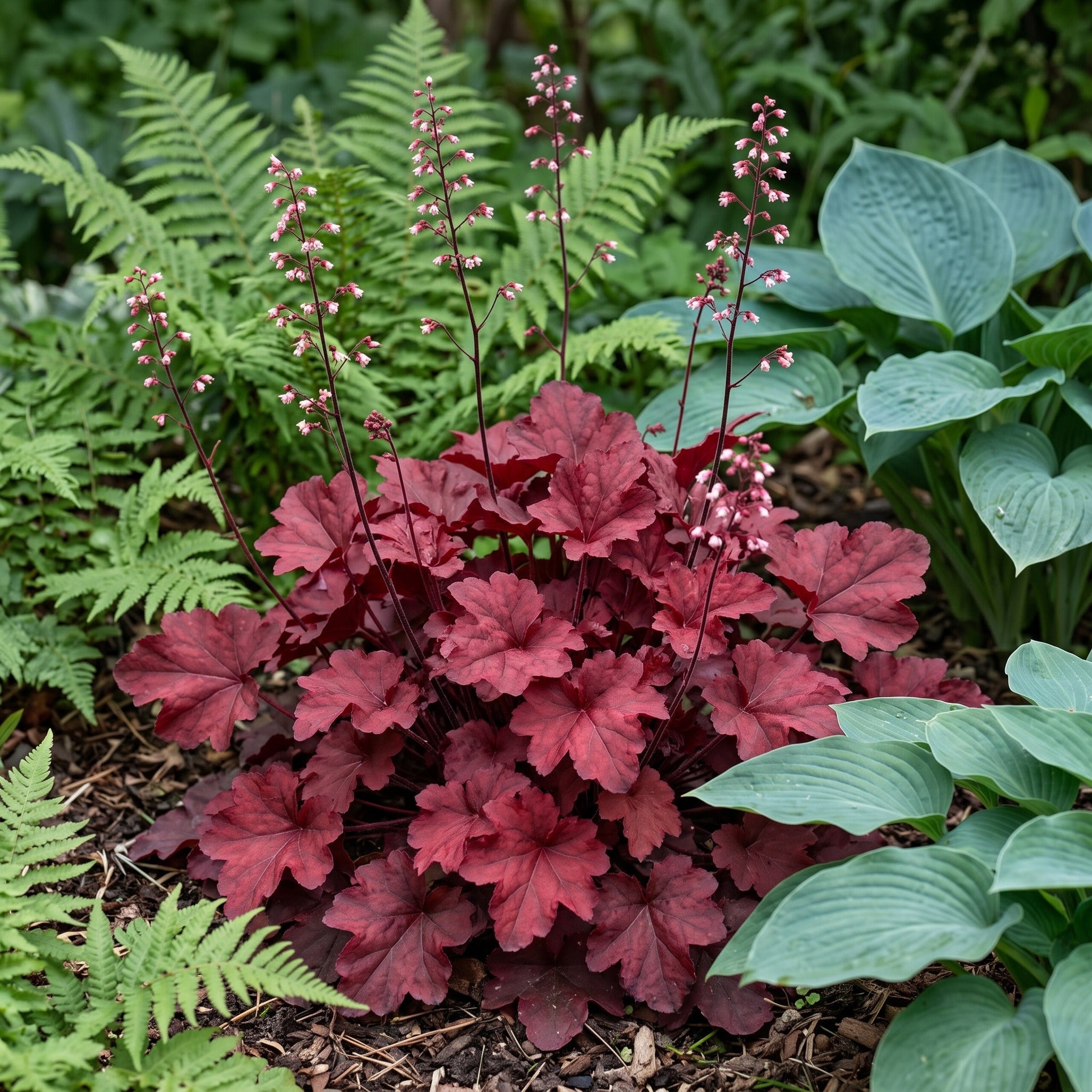 Heuchera 'Fire Chief' mit weinrotem Laub und rosa Blütenrispen im Schattenbeet zwischen Hosta und Farn