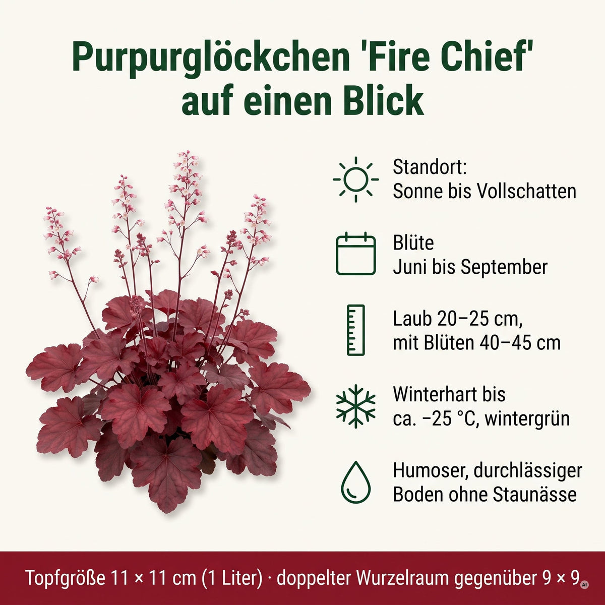 Steckbrief Heuchera 'Fire Chief': Standort Sonne bis Vollschatten, Blüte Juni bis September, Laub 20–25 cm, mit Blüten 40–45 cm, winterhart bis ca. −25 °C und wintergrün, humoser durchlässiger Boden ohne Staunässe, Topfgröße 11 × 11 cm