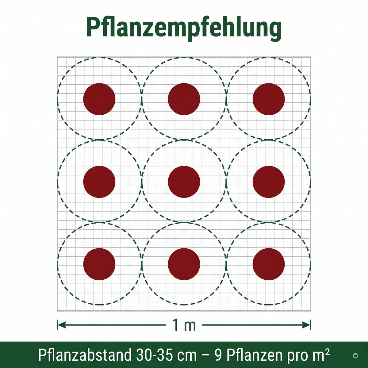 Pflanzempfehlung Heuchera 'Fire Chief': 9 Pflanzen pro Quadratmeter bei 30 bis 35 cm Abstand