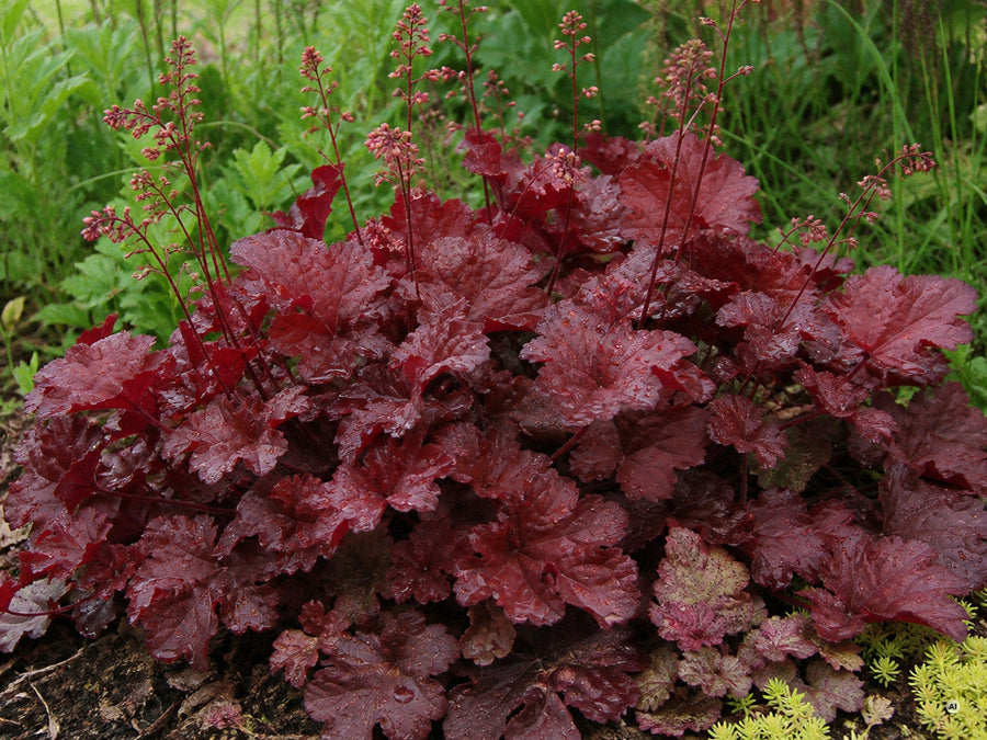 Nahaufnahme des leuchtend weinroten, gewellten Laubs von Heuchera 'Fire Chief'