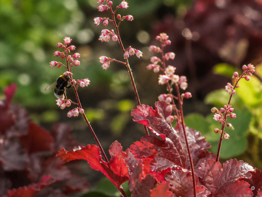 Hummel an den kleinen rosa-weißen Glöckchenblüten von Heuchera 'Fire Chief'