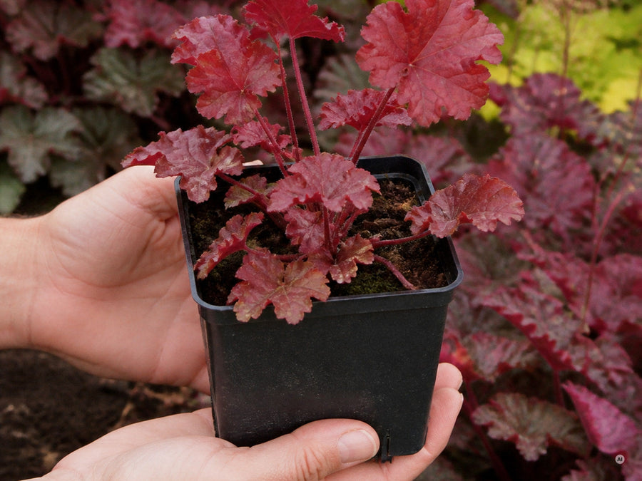 Junge Heuchera 'Fire Chief' im eckigen schwarzen 11 × 11 cm-Topf in zwei Händen