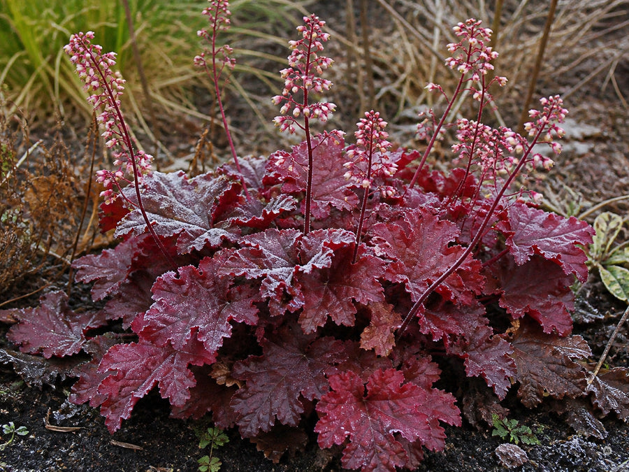 Heuchera 'Fire Chief' im Winter mit Raureif, Laub in warmen Braun-Rot-Tönen