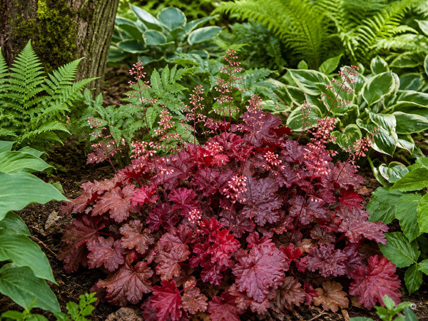 Weinrote Heuchera zwischen Farnen und Hosta im Schattenbeet