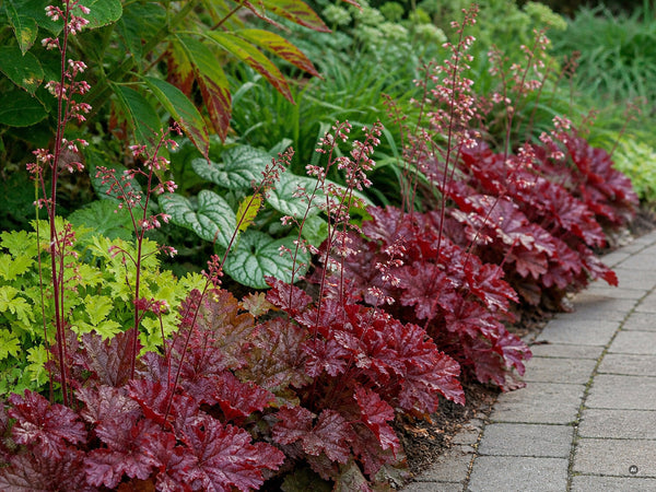 Reihe weinroter Heuchera-Horste als farbige Einfassung entlang eines Gartenwegs