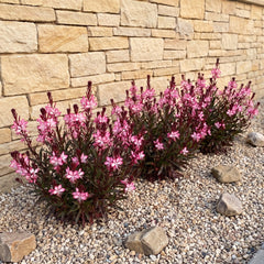 Kompakte rosa Prachtkerze Gaura lindheimeri 'Gaudi Medium Pink' in voller Blüte vor einer Natursteinmauer im Kiesbeet