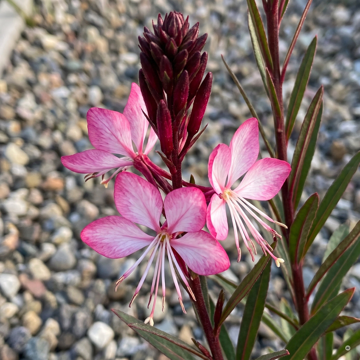 Nahaufnahme: rosa Blüten mit hellerer Mitte unter dicht stehenden dunkel weinroten Knospen