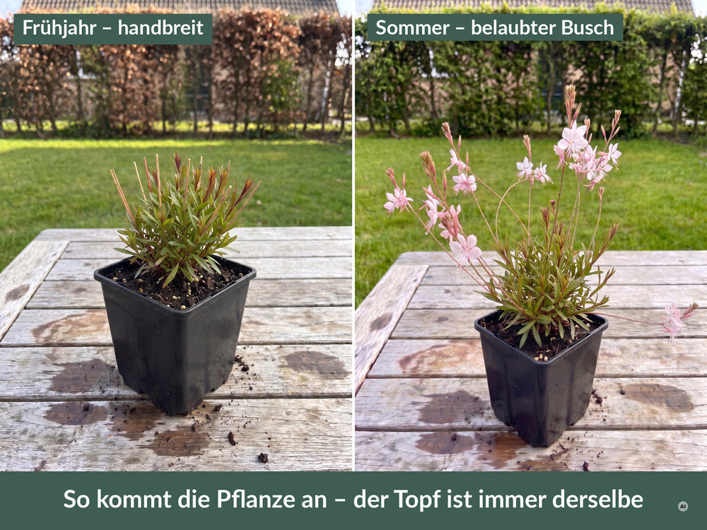 Lieferzustand im 9 x 9 cm Topf: links im Frühjahr handbreit, rechts im Sommer als belaubter Busch