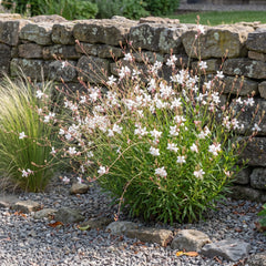 Weiße Prachtkerze Gaura lindheimeri 'Whirling Butterflies' in voller Blüte im Kiesbeet vor einer Natursteinmauer