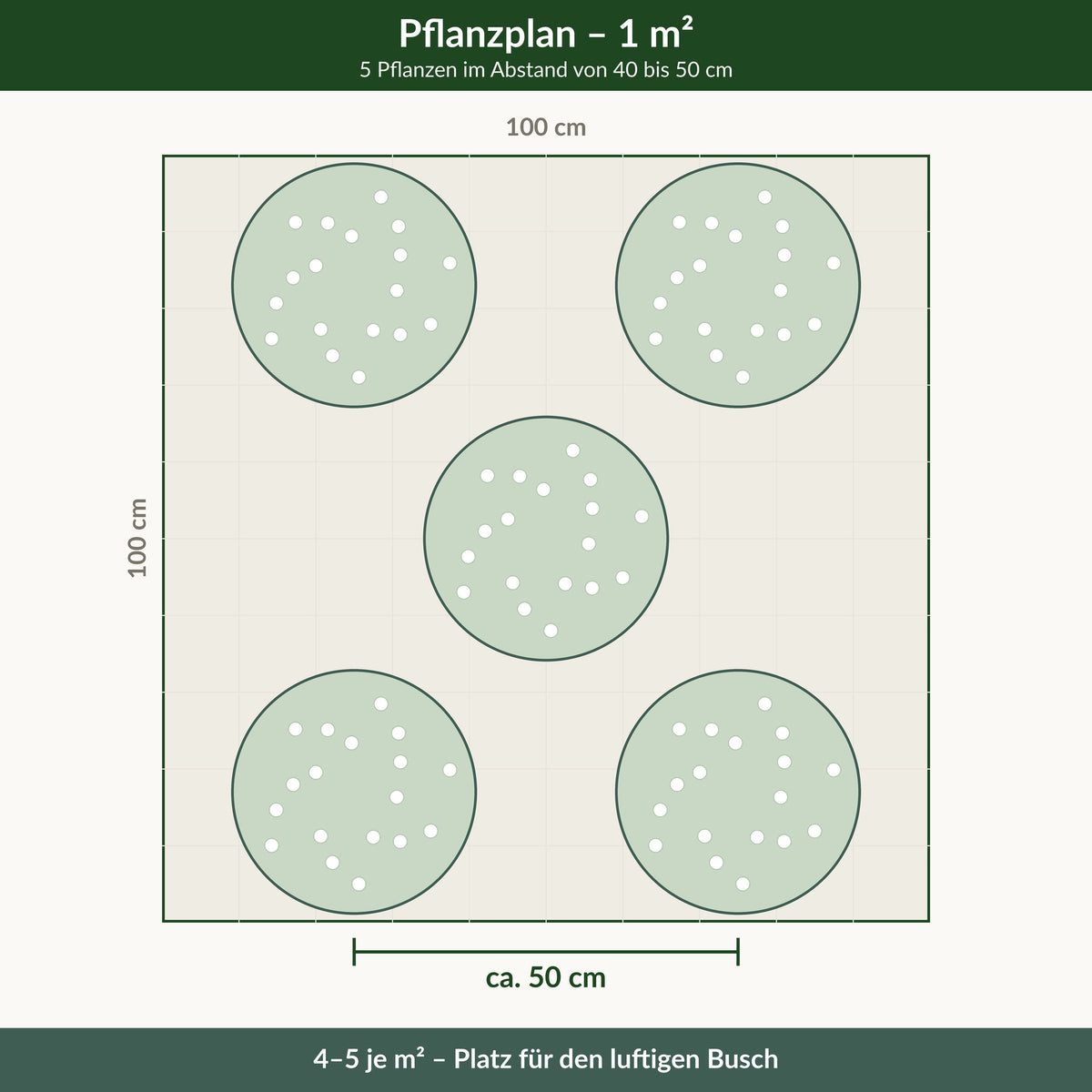 Pflanzplan für einen Quadratmeter: 5 Prachtkerzen im Abstand von 40 bis 50 cm