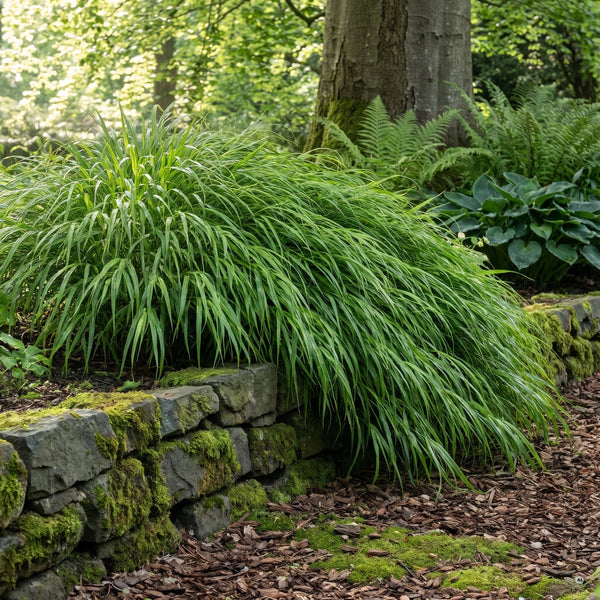 Breiter Horst Japanisches Berggras (Hakonechloa macra) fließt im Halbschatten über eine moosige Basalt-Trockenmauer, dahinter Buchenstamm, Farne und Funkien