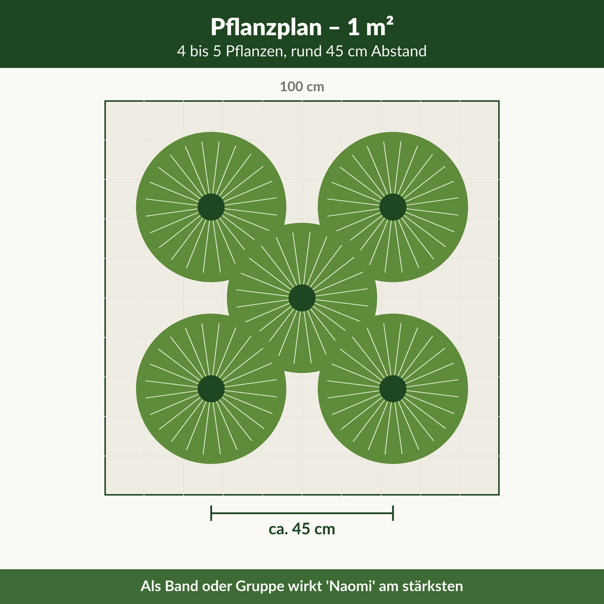 Pflanzplan 'Naomi': 4 bis 5 Pflanzen je Quadratmeter, rund 45 cm Abstand