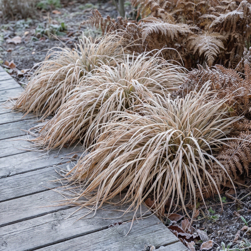 'Naomi' im Winter strohfarben mit Raureif am Holzsteg
