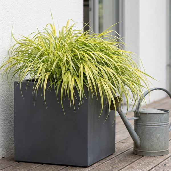'Naomi' im Kübel auf der Terrasse